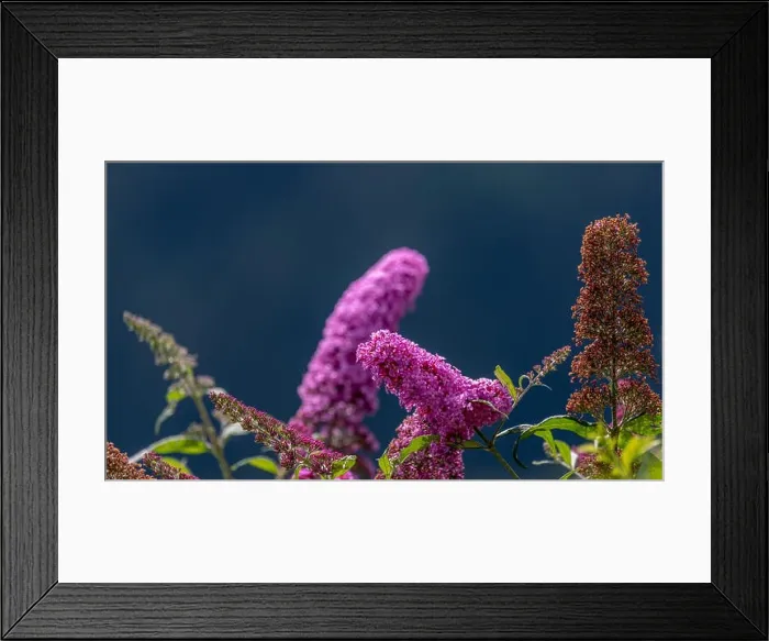 Framed Print : Outdoor summer / spring color macro of a a dark pink lilac blossom Framed Print : Outdoor summer / spring color macro of a a dark pink lilac blossom
