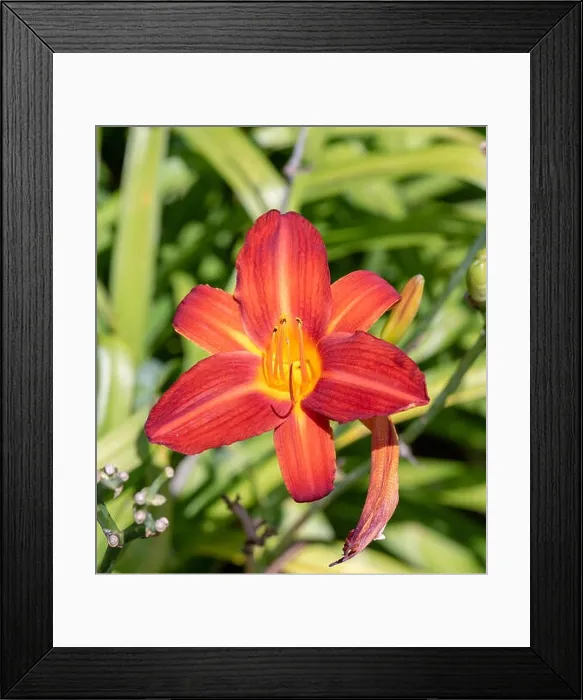 Framed Print : Colorful outdoor nature macro image of a blooming red yellow daylily blossom on a natural green blurred background Framed Print : Colorful outdoor nature macro image of a blooming red yellow daylily blossom on a natural green blurred background