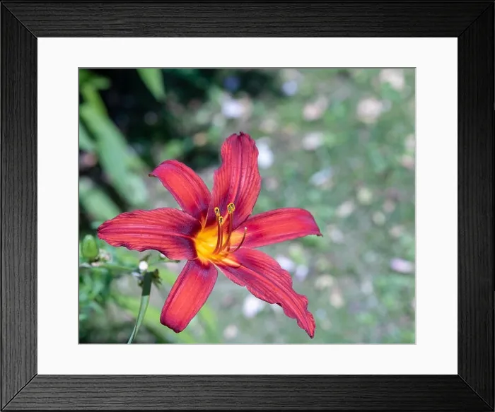 Framed Print : Colorful outdoor nature macro image of a blooming red yellow daylily blossom on a natural green blurred background Framed Print : Colorful outdoor nature macro image of a blooming red yellow daylily blossom on a natural green blurred background