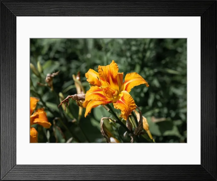 Framed Print : Color outdoor close up macro image of an isolated orange red daylily blossom on natural blurred green background taken