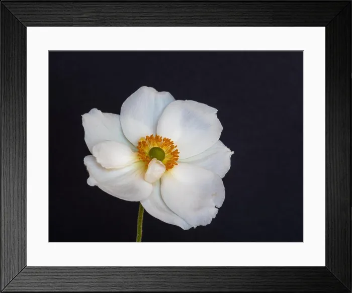 Framed Print : Fine art still life floral color macro image of a single isolated white autumn anemone blossom with stem Framed Print : Fine art still life floral color macro image of a single isolated white autumn anemone blossom with stem