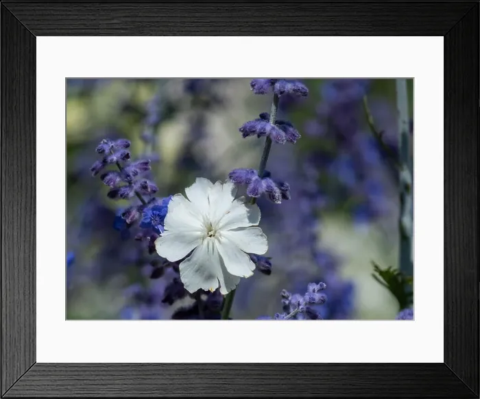 Framed Print : Natural color outdoor macro of a wide open white blooming crown campion Framed Print : Natural color outdoor macro of a wide open white blooming crown campion