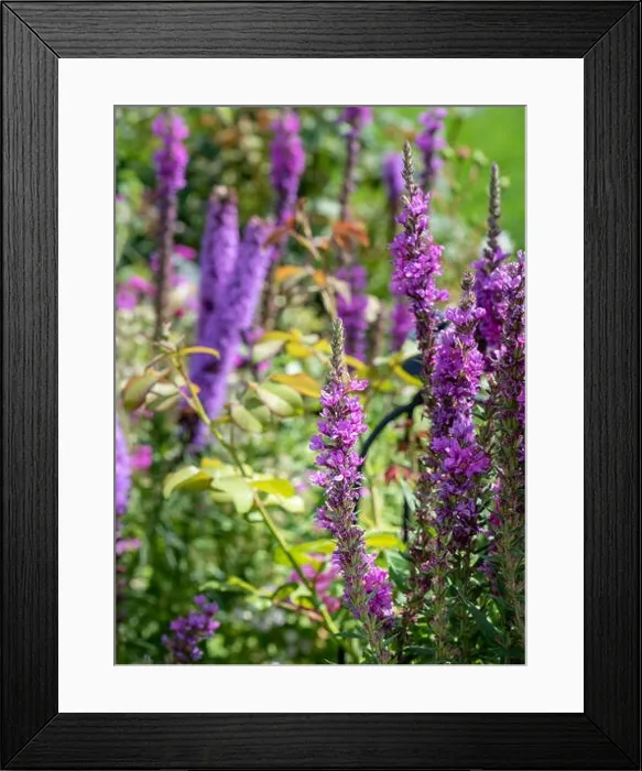 Framed Print : Colorful outdoor natural close up floral image of a field of purple loosestrife taken in a garden on a summer day with Framed Print : Colorful outdoor natural close up floral image of a field of purple loosestrife taken in a garden on a summer day with