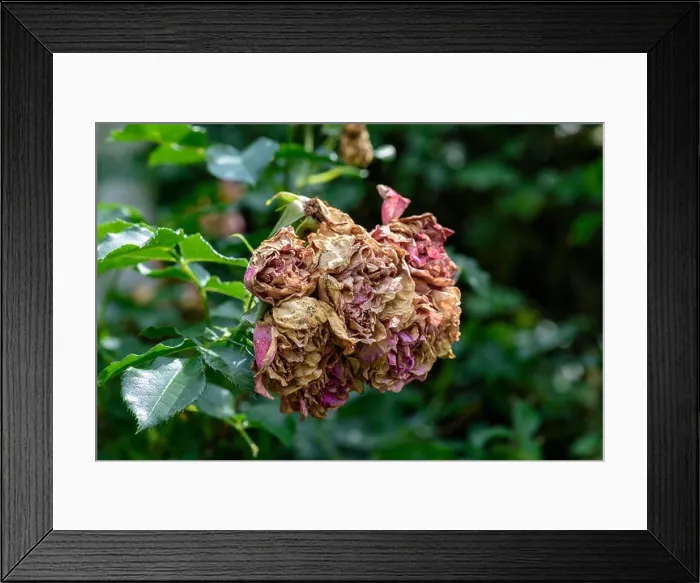 Framed Print : Color outdoor nature flower image of a bunch of fading rose blossoms on natural blurred green background Framed Print : Color outdoor nature flower image of a bunch of fading rose blossoms on natural blurred green background
