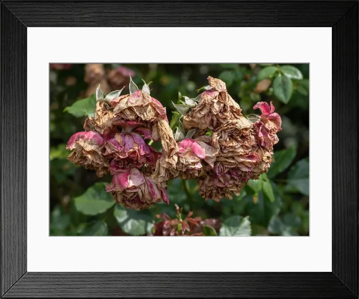 Framed Print : Color outdoor nature flower image of a fading lush bunch rose blossoms on natural blurred green background Framed Print : Color outdoor nature flower image of a fading lush bunch rose blossoms on natural blurred green background