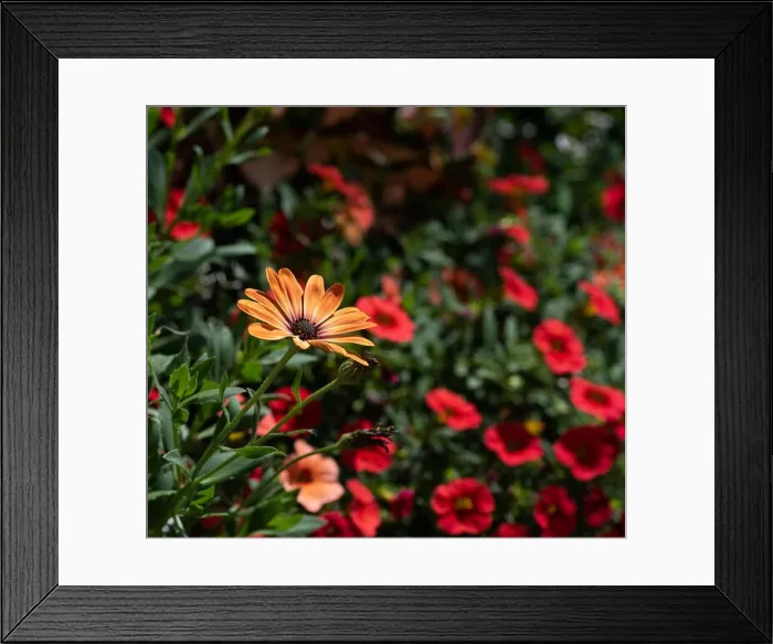 Framed Print : Outdoor floral colorful image of violet orange cape / african daisy blossoms in a bouquet with painted Framed Print : Outdoor floral colorful image of violet orange cape / african daisy blossoms in a bouquet with painted