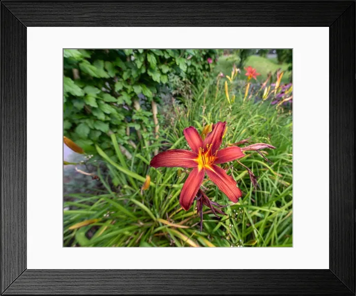 Framed Print : Colorful outdoor nature macro image of a blooming red yellow daylily blossom on a natural green blurred background Framed Print : Colorful outdoor nature macro image of a blooming red yellow daylily blossom on a natural green blurred background