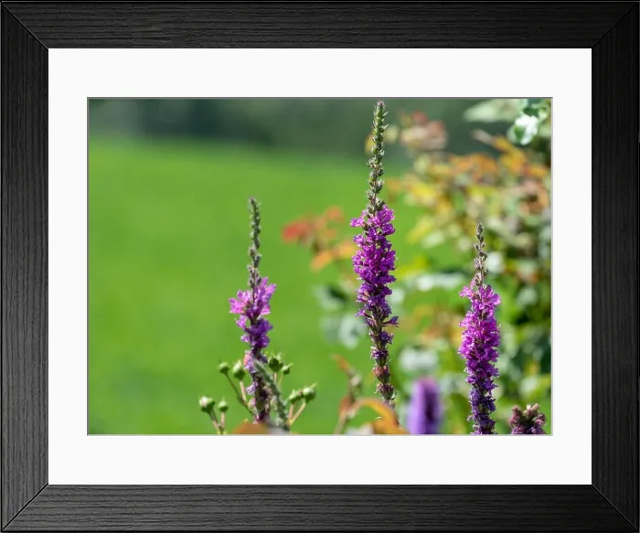Framed Print : Colorful outdoor natural close up floral image of purple loosestrife blossoms taken in a garden on a hot summer day Framed Print : Colorful outdoor natural close up floral image of purple loosestrife blossoms taken in a garden on a hot summer day