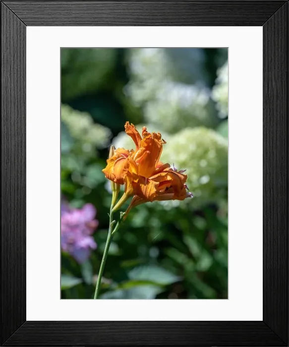 Framed Print : Color outdoor close up macro image of an isolated orange daylily on natural blurred background with hortensias taken Framed Print : Color outdoor close up macro image of an isolated orange daylily on natural blurred background with hortensias taken
