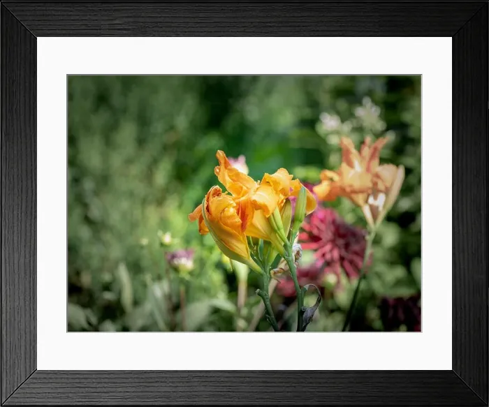 Framed Print : Color outdoor close up macro image of isolated orange daylily blossoms on natural blurred colorful background taken Framed Print : Color outdoor close up macro image of isolated orange daylily blossoms on natural blurred colorful background taken
