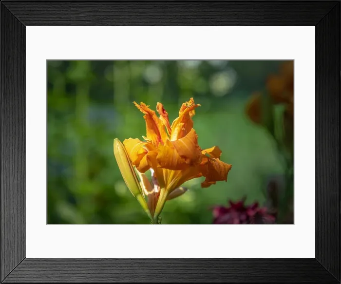 Framed Print : Color outdoor close up macro image of an isolated orange daylily blossom Framed Print : Color outdoor close up macro image of an isolated orange daylily blossom