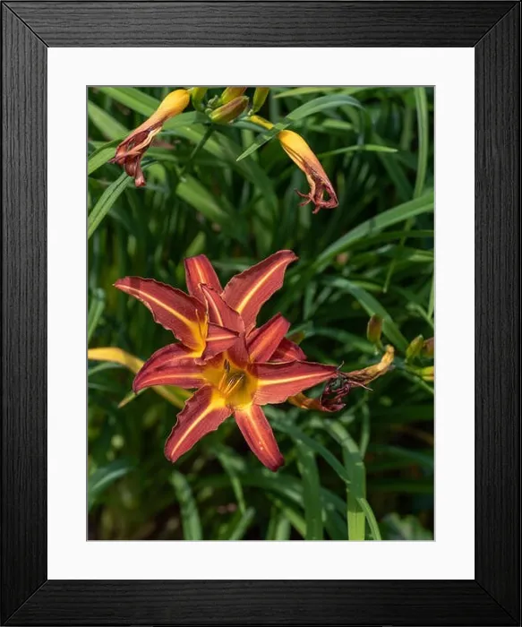 Framed Print : Colorful outdoor nature macro image of a blooming red yellow daylily blossom on a natural green blurred background Framed Print : Colorful outdoor nature macro image of a blooming red yellow daylily blossom on a natural green blurred background