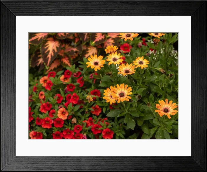 Framed Print : Outdoor floral colorful macro of violet orange cape / african daisy blossoms in a bouquet with painted Framed Print : Outdoor floral colorful macro of violet orange cape / african daisy blossoms in a bouquet with painted