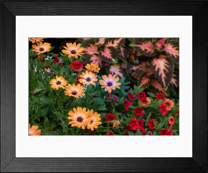 Framed Print : Outdoor floral colorful macro of violet orange cape / african daisy blossoms in a bouquet with painted Framed Print : Outdoor floral colorful macro of violet orange cape / african daisy blossoms in a bouquet with painted