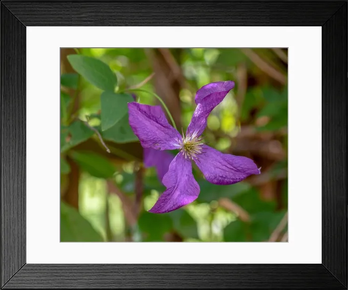 Framed Print : Outdoor floral color macro of a dark violet clematis blossom on natural blurred background on a sunny summer day Framed Print : Outdoor floral color macro of a dark violet clematis blossom on natural blurred background on a sunny summer day