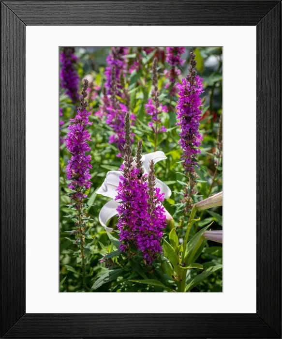 Framed Print : Colorful outdoor natural close up floral image of a field of purple loosestrife taken in a garden on a summer day with Framed Print : Colorful outdoor natural close up floral image of a field of purple loosestrife taken in a garden on a summer day with