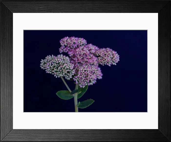 Framed Print : Fine art still life floral bright colorful macro of a single isolated stonecrop flower with evolving buds Framed Print : Fine art still life floral bright colorful macro of a single isolated stonecrop flower with evolving buds