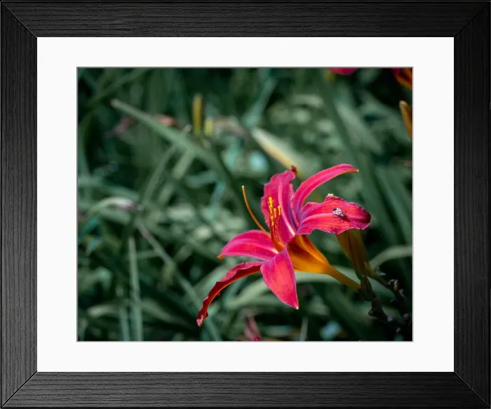 Framed Print : Colorful outdoor nature macro image of a blooming red daylily blossom with a beetle on a natural green blurred