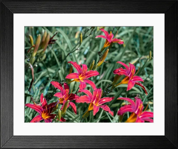 Framed Print : Colorful outdoor nature macro image of a field of blooming red yellow daylily blossoms on a natural green blurred Framed Print : Colorful outdoor nature macro image of a field of blooming red yellow daylily blossoms on a natural green blurred
