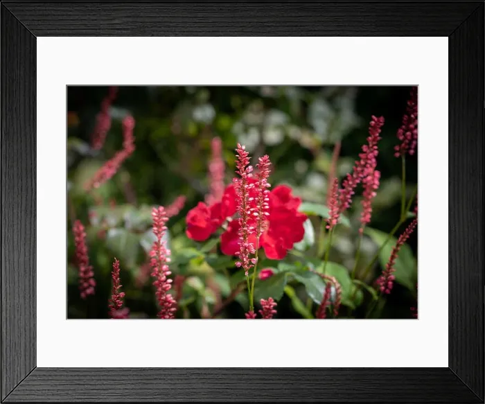 Framed Print : Colorful outdoor natural close up floral image of a field of purple red snakeroot / snakeweed / bistort blossoms in a Framed Print : Colorful outdoor natural close up floral image of a field of purple red snakeroot / snakeweed / bistort blossoms in a