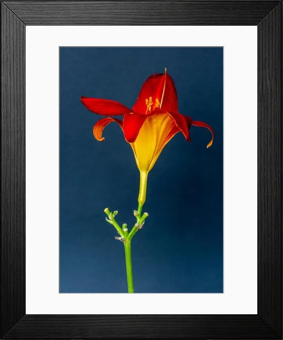 Framed Print : Fine art still life color macro image of a single isolated wide open red yellow daylily blossom with stem on blue paper Framed Print : Fine art still life color macro image of a single isolated wide open red yellow daylily blossom with stem on blue paper