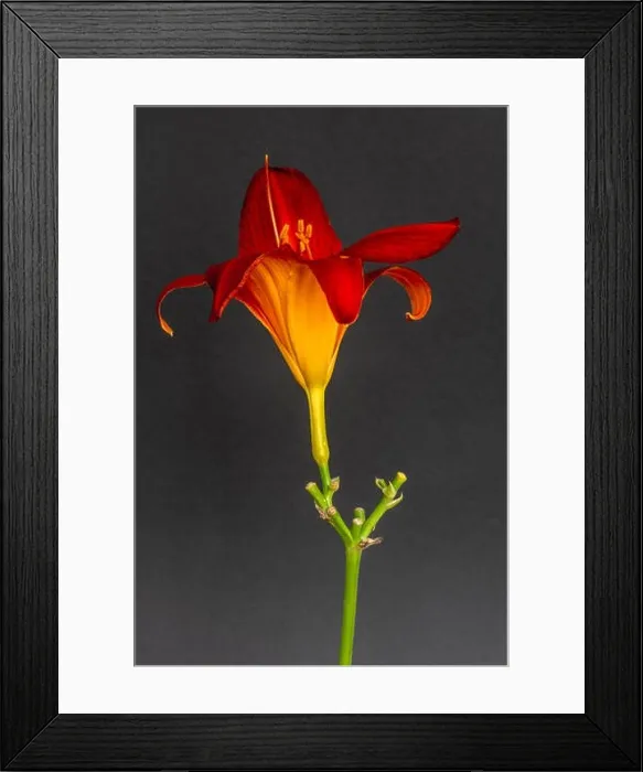 Framed Print : Fine art still life color macro image of a single isolated wide open red yellow daylily blossom with stem on gray paper Framed Print : Fine art still life color macro image of a single isolated wide open red yellow daylily blossom with stem on gray paper