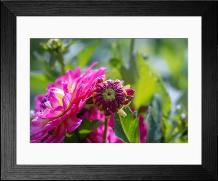 Framed Print : Color outdoor floral macro of a young Framed Print : Color outdoor floral macro of a young