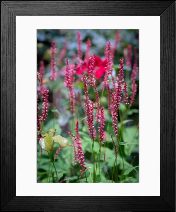 Framed Print : Colorful outdoor natural close up floral image of a field of purple red snakeroot / snakeweed / bistort blossoms in a Framed Print : Colorful outdoor natural close up floral image of a field of purple red snakeroot / snakeweed / bistort blossoms in a
