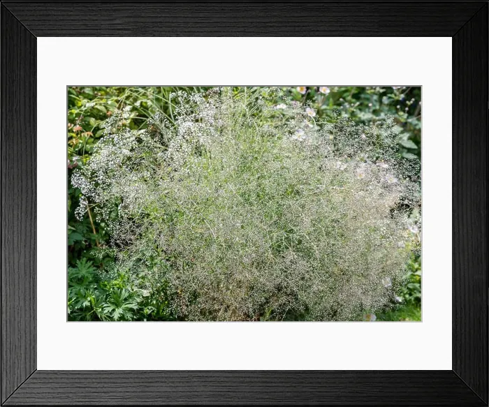 Framed Print : Color outdoor nature image of shrub of baby breath / gysophila on natural green background on a a sunny summer day Framed Print : Color outdoor nature image of shrub of baby breath / gysophila on natural green background on a a sunny summer day