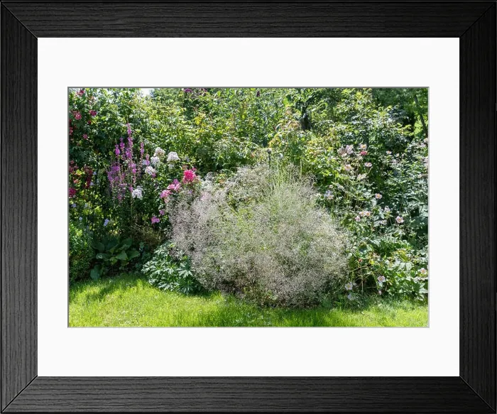 Framed Print : Color outdoor nature image of an idyllic garden with a bench, flowers, roses, anemones and lawn, on a sunny summer day Framed Print : Color outdoor nature image of an idyllic garden with a bench, flowers, roses, anemones and lawn, on a sunny summer day