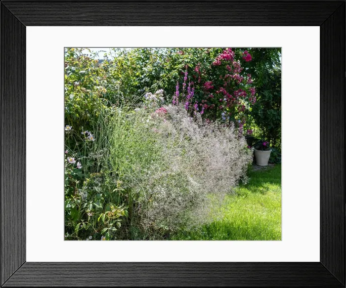Framed Print : Color outdoor nature image of an idyllic garden with a bench, flowers, roses, anemones and lawn, on a sunny summer day Framed Print : Color outdoor nature image of an idyllic garden with a bench, flowers, roses, anemones and lawn, on a sunny summer day