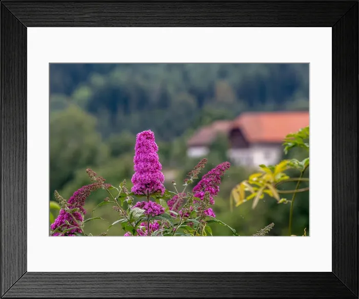 Framed Print : Outdoor summer / spring color macro of a a pink purple lilac blossom Framed Print : Outdoor summer / spring color macro of a a pink purple lilac blossom