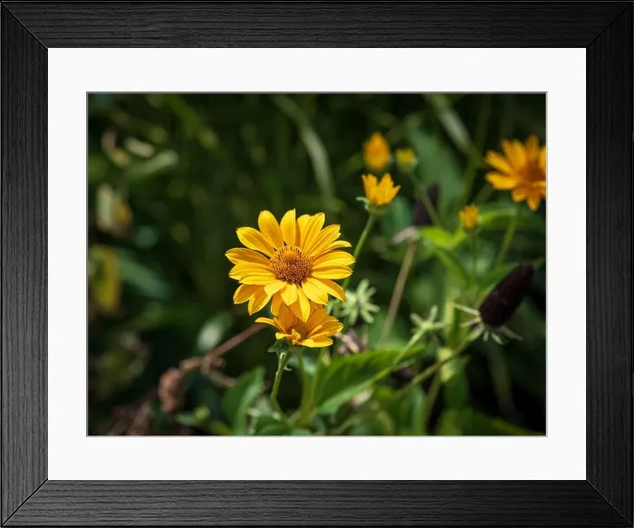 Framed Print : Natural floral bright color outdoor macro of a yellow pot marigold / ruddles / common marigold / Scotch marigold blossom Framed Print : Natural floral bright color outdoor macro of a yellow pot marigold / ruddles / common marigold / Scotch marigold blossom