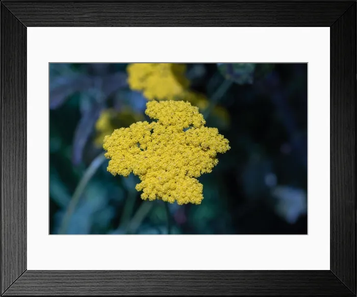Framed Print : Color outdoor macro image of a single isolated blooming yellow yarrow / milfoil plant taken on a bright sunny summer Framed Print : Color outdoor macro image of a single isolated blooming yellow yarrow / milfoil plant taken on a bright sunny summer