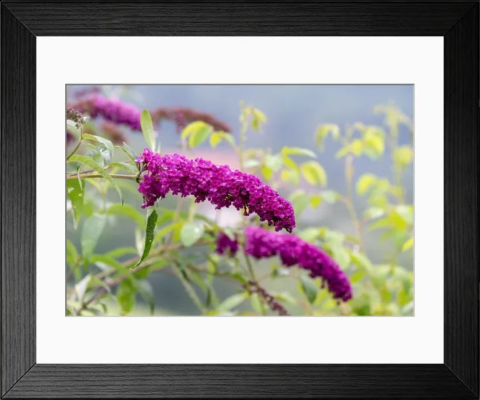 Framed Print : Outdoor summer / spring color macro of a a purple lilac blossom Framed Print : Outdoor summer / spring color macro of a a purple lilac blossom
