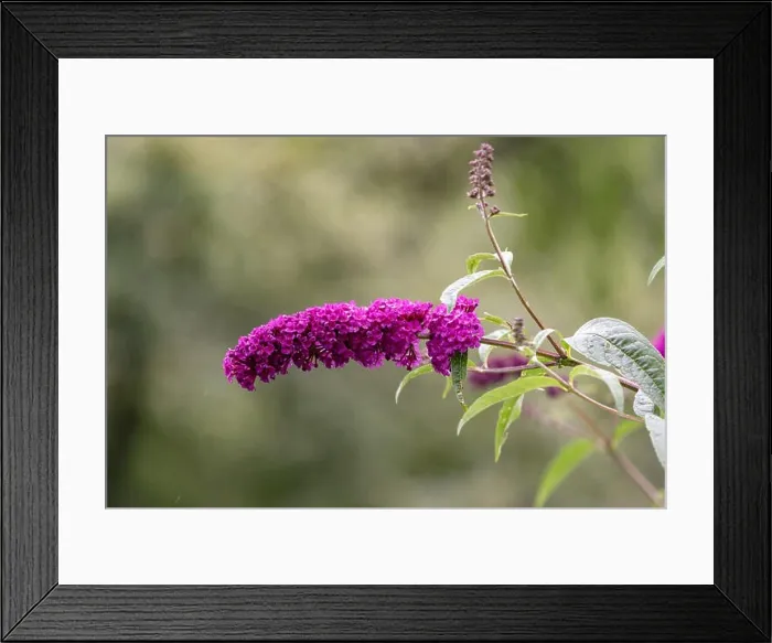 Framed Print : Outdoor summer / spring color macro of a a purple lilac blossom, sunny, blurred natural green background, bright sunshine Framed Print : Outdoor summer / spring color macro of a a purple lilac blossom, sunny, blurred natural green background, bright sunshine