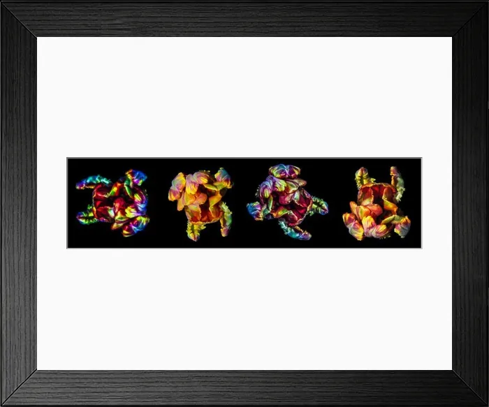 Framed Print : Fine art colorful macro flower portrait fantasy of four isolated parrot tulips Framed Print : Fine art colorful macro flower portrait fantasy of four isolated parrot tulips