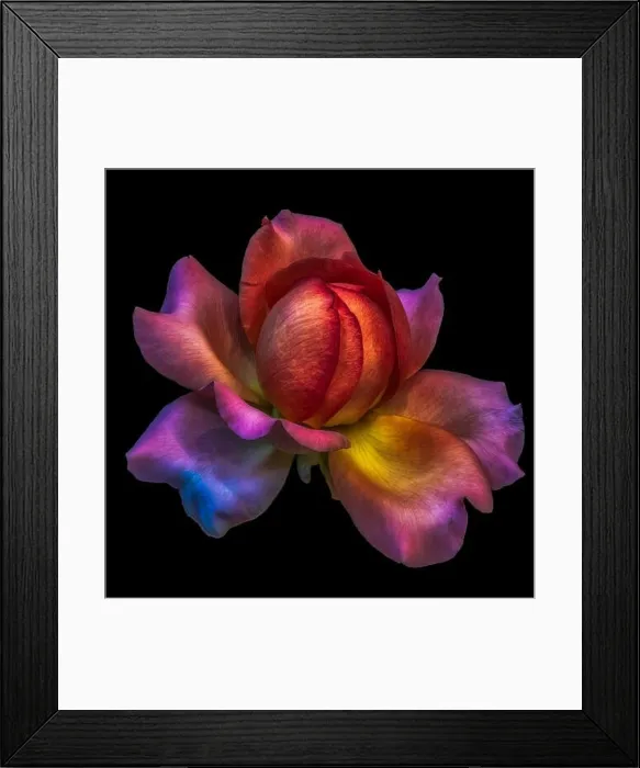 Framed Print : Colorful fine art still life floral macro flower image of a single isolated red orange pink yellow rose blossom Framed Print : Colorful fine art still life floral macro flower image of a single isolated red orange pink yellow rose blossom
