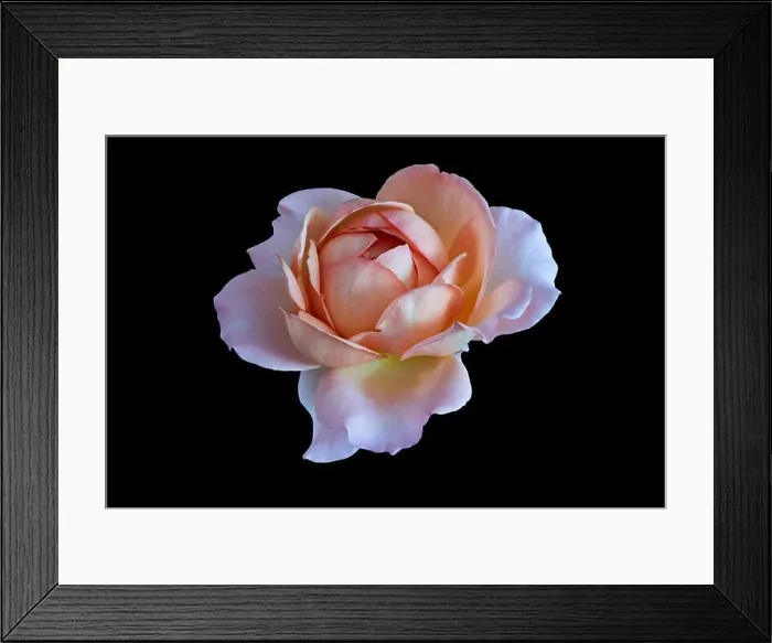Framed Print : Pastel color fine art still life bright floral macro flower image of a single isolated orange pink yellow rose blossom Framed Print : Pastel color fine art still life bright floral macro flower image of a single isolated orange pink yellow rose blossom