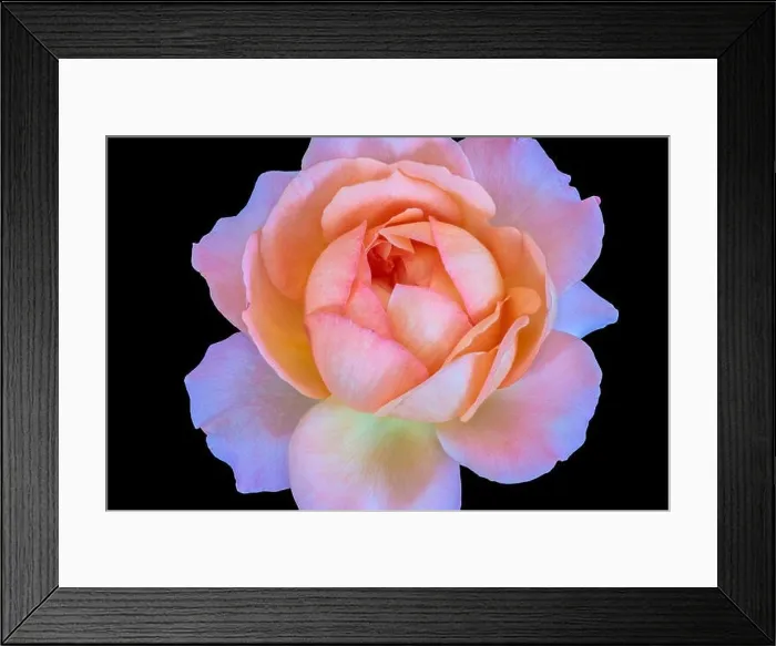 Framed Print : Bright color fine art still lifel macro flower image of a single isolated orange pink rose blossom Framed Print : Bright color fine art still lifel macro flower image of a single isolated orange pink rose blossom