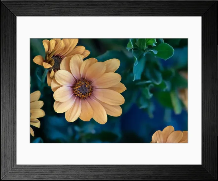 Framed Print : Fine art still life color flower macro of a wide open blooming pink orange cape daisy / marguerite blossom Framed Print : Fine art still life color flower macro of a wide open blooming pink orange cape daisy / marguerite blossom