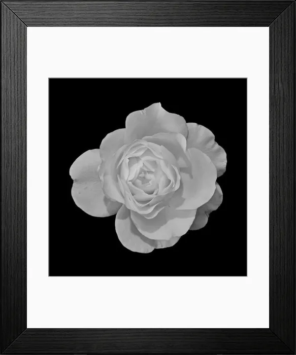 Framed Print : Fine art still life monochrome black Framed Print : Fine art still life monochrome black