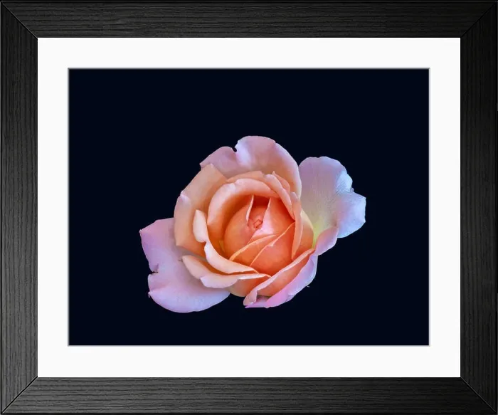 Framed Print : Colorful fine art still life bright floral macro flower image of a single isolated red orange pink yellow rose blossom Framed Print : Colorful fine art still life bright floral macro flower image of a single isolated red orange pink yellow rose blossom