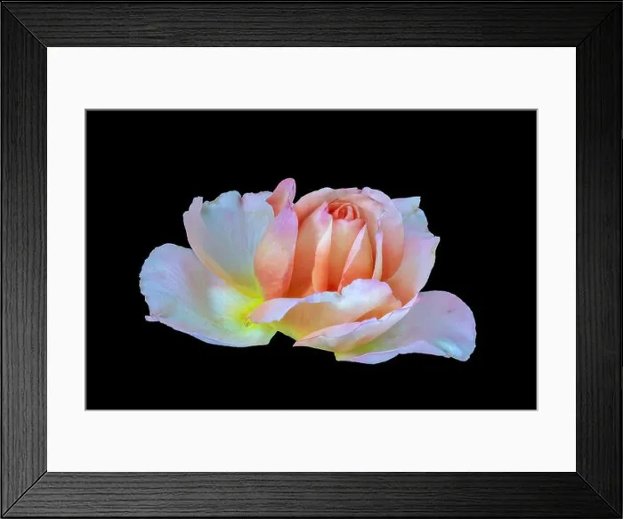 Framed Print : Colorful fine art still life bright floral macro flower image of a single isolated pink white yellow orange rose Framed Print : Colorful fine art still life bright floral macro flower image of a single isolated pink white yellow orange rose