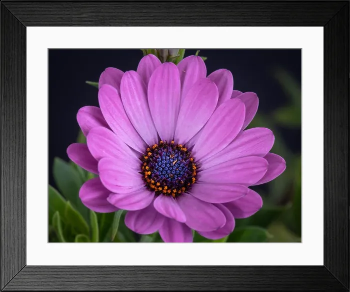 Framed Print : Fine art still life color flower macro image of a single isolated wide open blooming intense violet african / cape Framed Print : Fine art still life color flower macro image of a single isolated wide open blooming intense violet african / cape