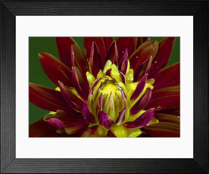 Framed Print : Floral fine art still life detailed color macro flower image of the innner of a single isolated blooming purple red Framed Print : Floral fine art still life detailed color macro flower image of the innner of a single isolated blooming purple red