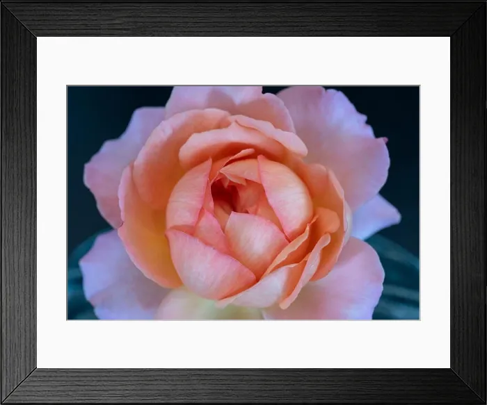Framed Print : Colorful fine art still life floral macro flower image of a single isolated red pink rose blossom in a vase Framed Print : Colorful fine art still life floral macro flower image of a single isolated red pink rose blossom in a vase