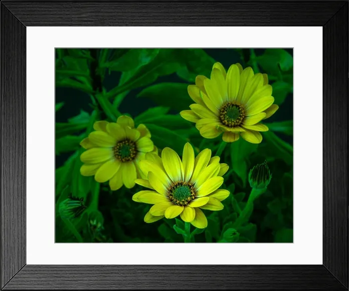 Framed Print : Surrealistic fine art still life flower neon colored image of three yellow african cape daisy / marguerite blossoms Framed Print : Surrealistic fine art still life flower neon colored image of three yellow african cape daisy / marguerite blossoms