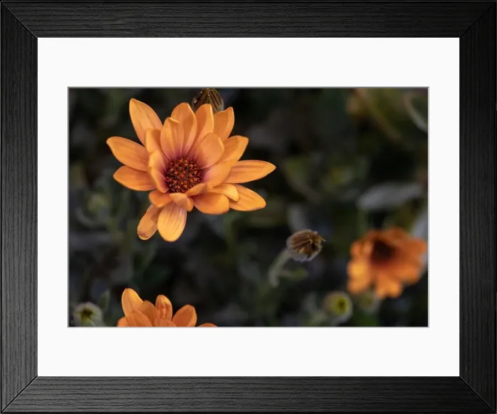 Framed Print : Fine art still life color flower macro of a wide open blooming pink orange cape daisy / marguerite blossom Framed Print : Fine art still life color flower macro of a wide open blooming pink orange cape daisy / marguerite blossom