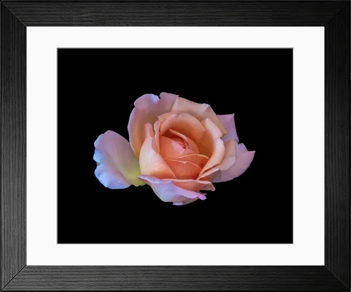 Framed Print : Colorful fine art still life bright floral macro flower image of a single isolated orange pink yellow rose blossom Framed Print : Colorful fine art still life bright floral macro flower image of a single isolated orange pink yellow rose blossom